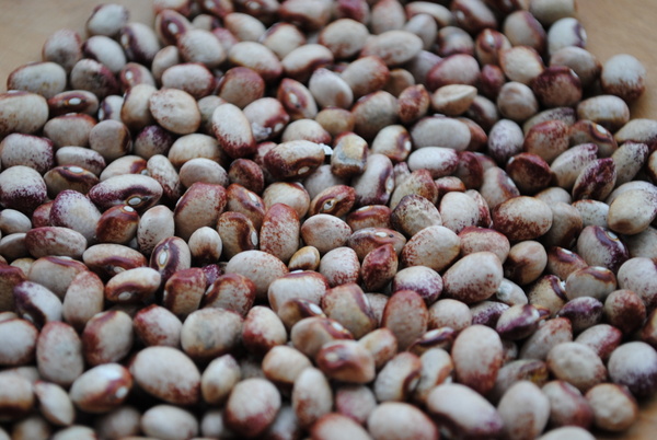 Amish Gnuddel Bean