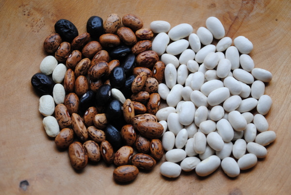 Kjems Pea bean Cross