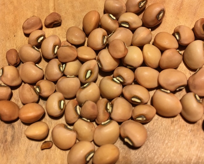 Brown Crowder (Cowpea-Vigna unguiculata subsp.)
