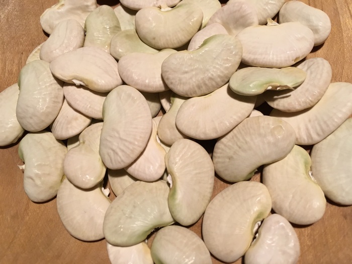 Dr. Martin (Lima bean)