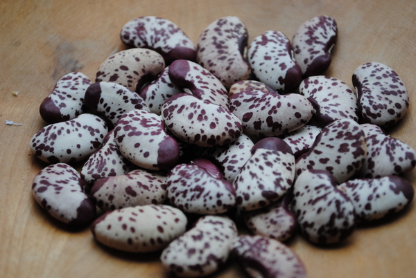 De Parral (Lima bean)