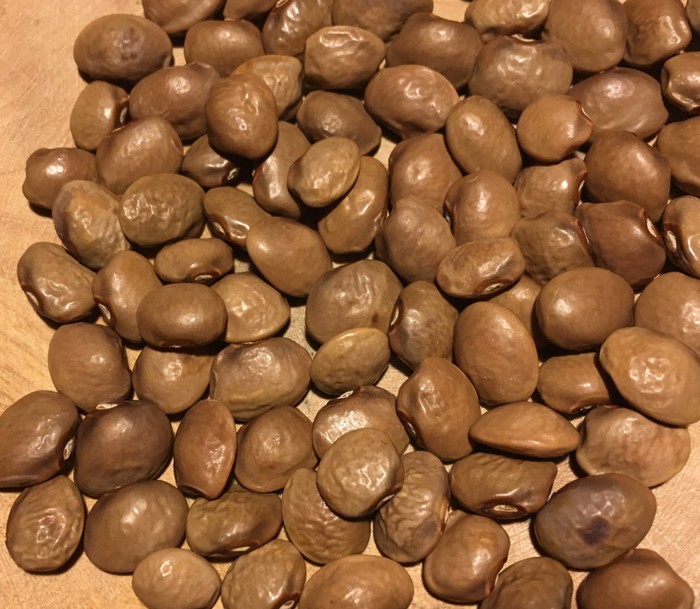 Jr. Snelson Tick Bean