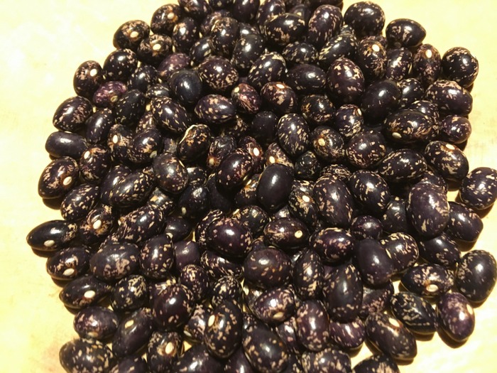 Selugia