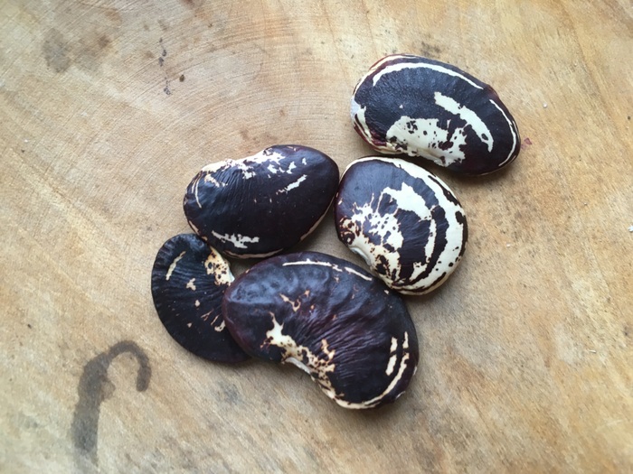 Gianto di Napoli (Lima bean)