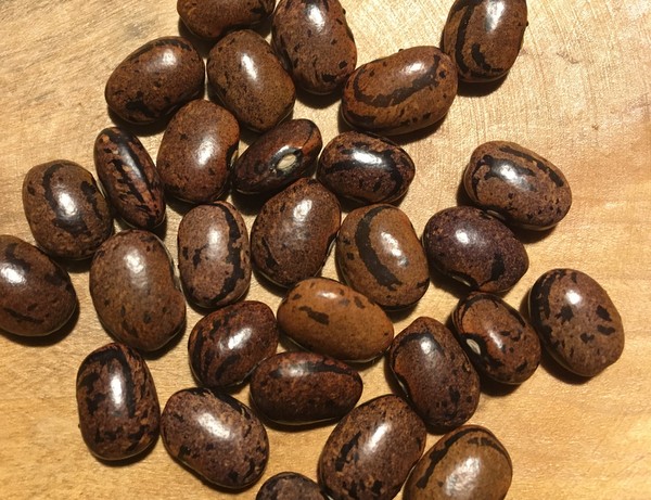 Gray Carioca Bean (Zebra Bohne)