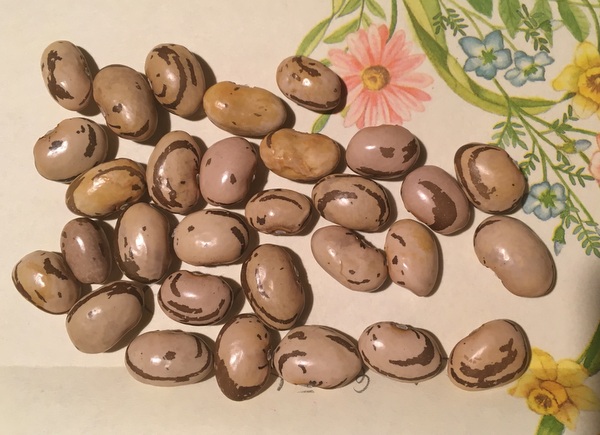 Wildschweinchen