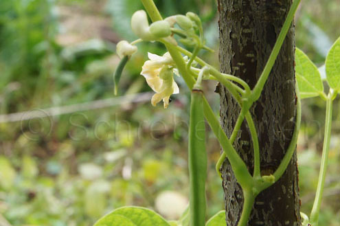 Carpinteros
