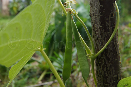 Carpinteros