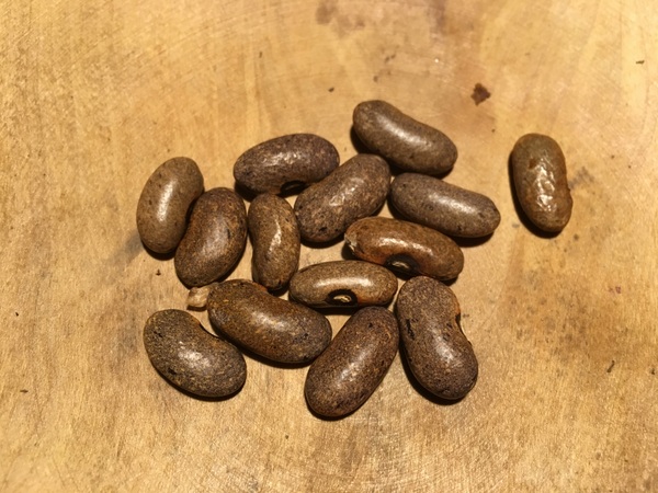 Giant Nilgiri
