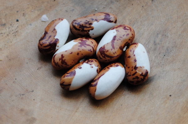 Porzellanbohne