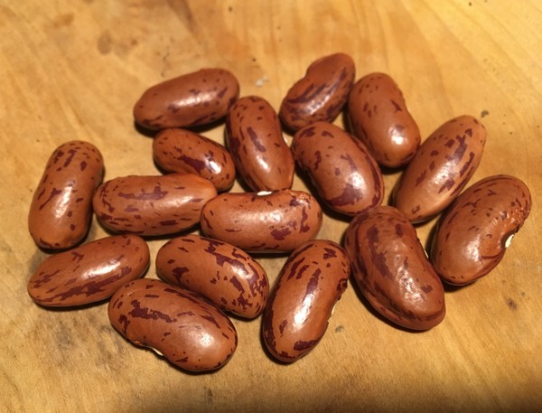 Riesenkorn