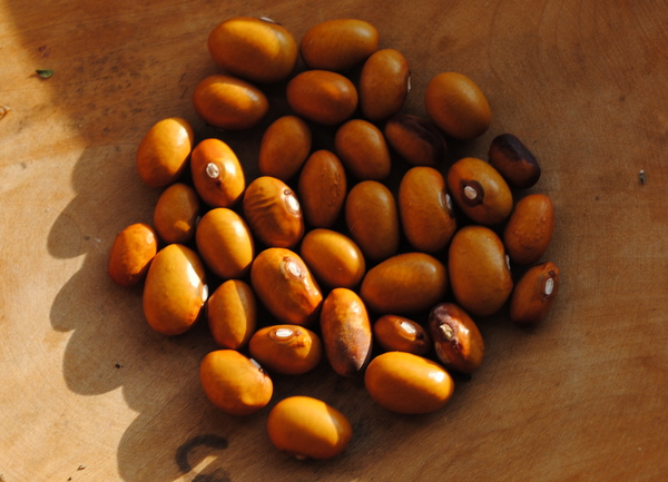 Tabacchino
