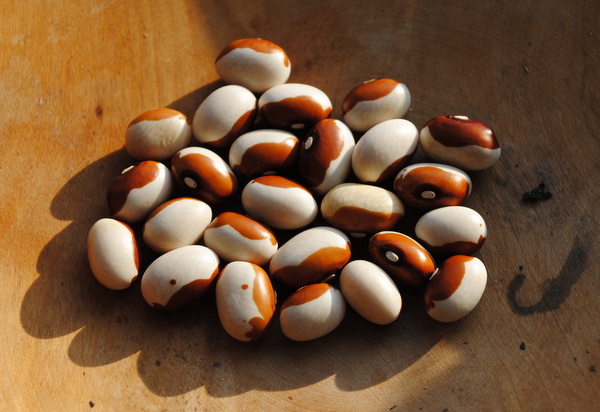 Vermont Yellow Eye