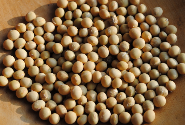 Urtekrams (Sojabean)