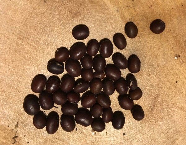 Ugra Soja (Sojabean)