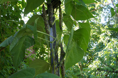 Chabarowsk