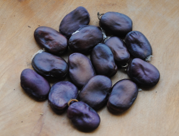 Guatemala Purple