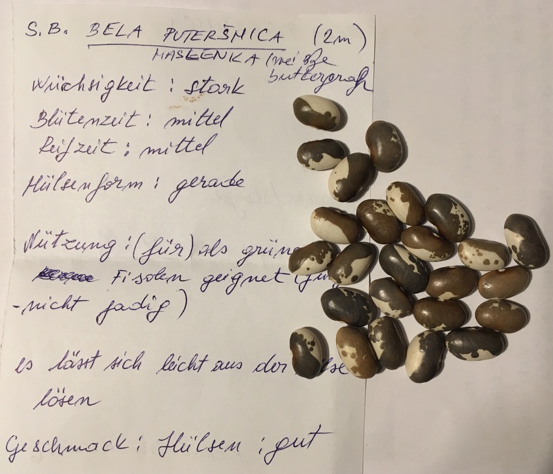 Bela Putersnica