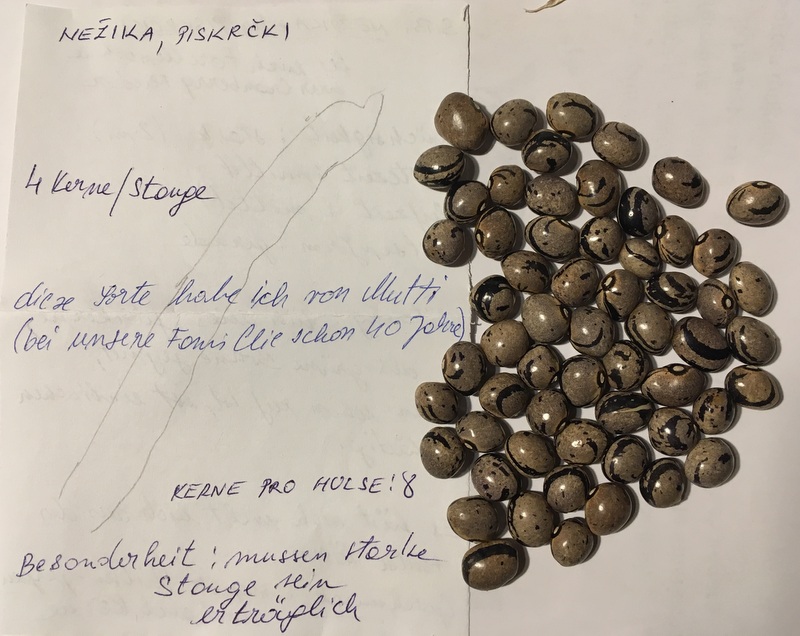 Nezika (Piskrcki)