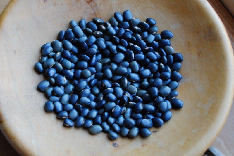 Blaue Meerbarbe