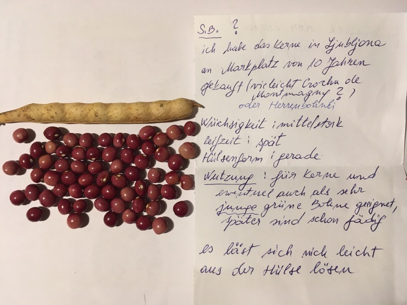 Rose aus Ljubljana