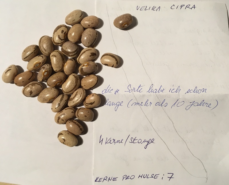 Velika Cipra