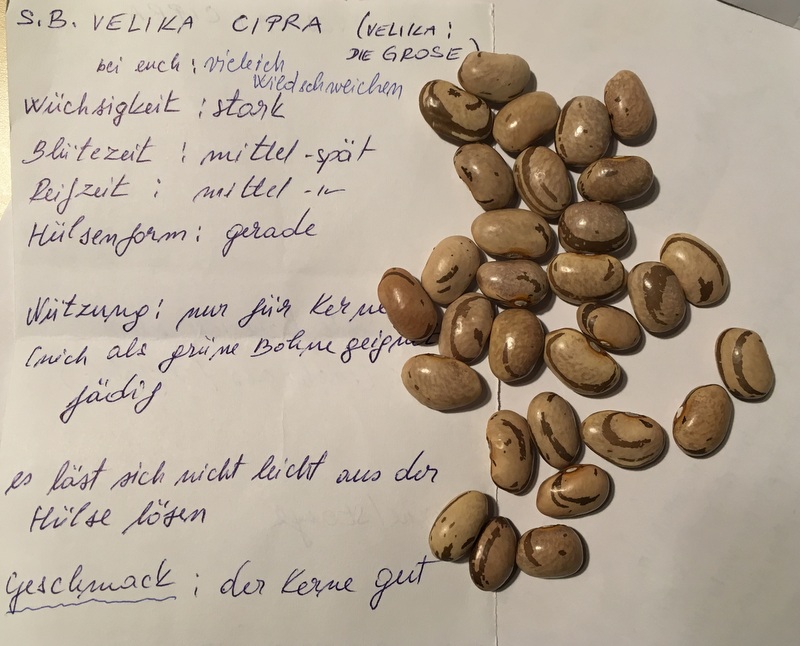 Velika Cipra