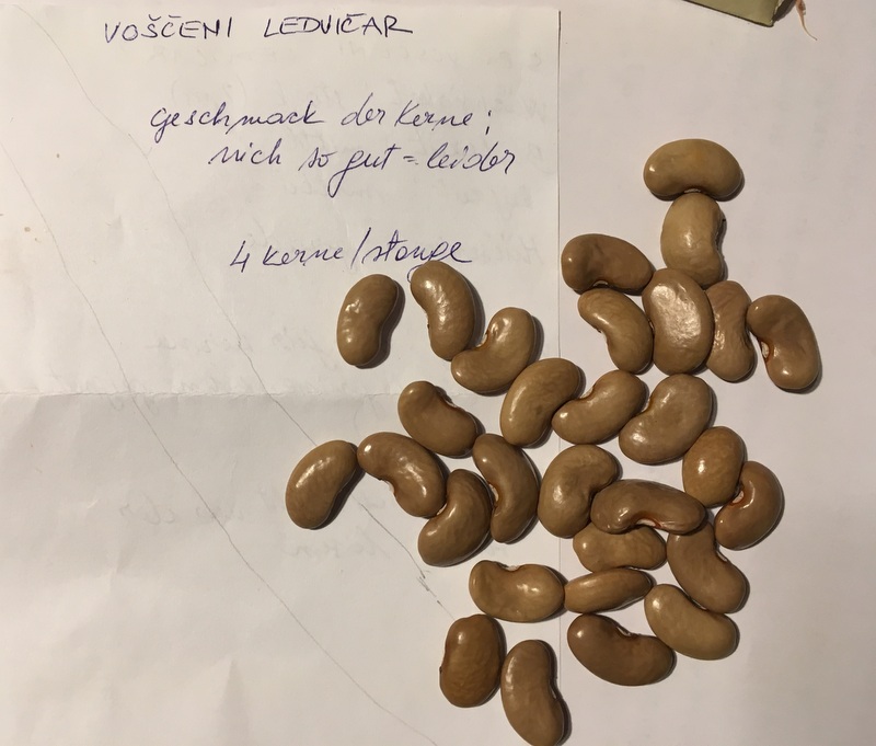 Vosceni Ledvicar