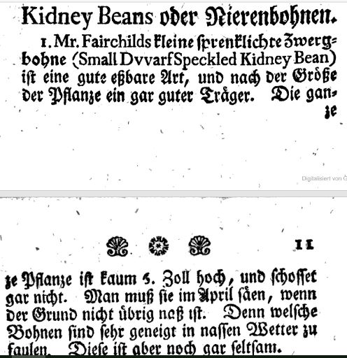 Mr. Fairchilds kleine gespenkelte Zwergbohne