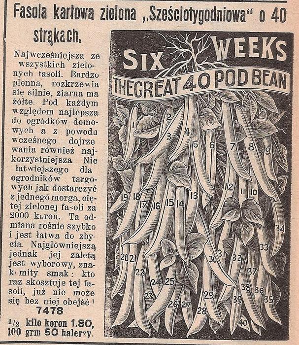 The Great 40 Pod bean