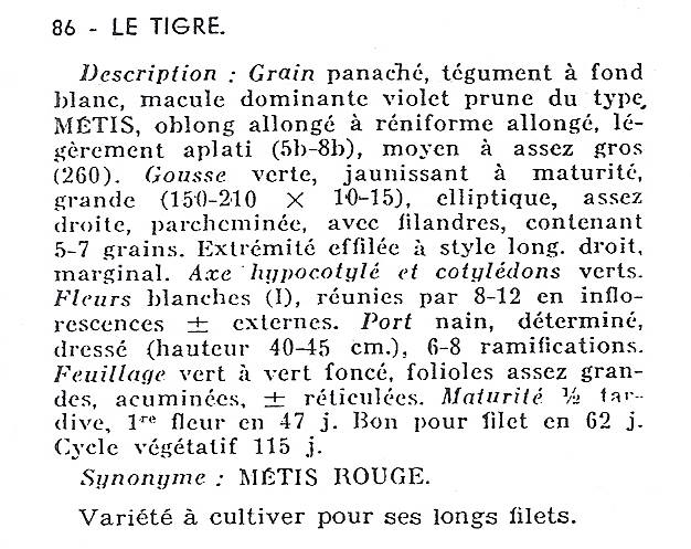 Le Tigre