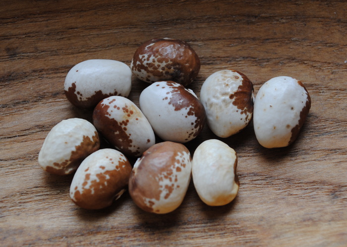 Kroatische Wachsbohne