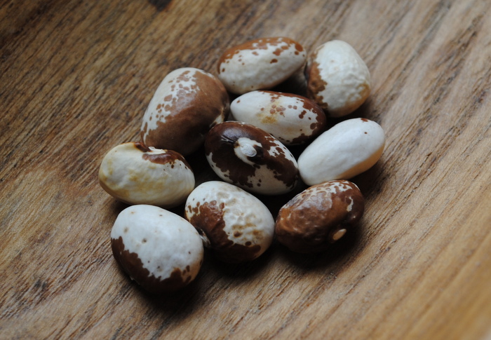 Kroatische Wachsbohne