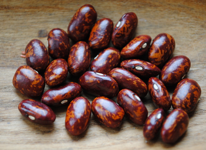 Robuste Rote