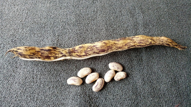 Butterbrodt (Schwertbohne)