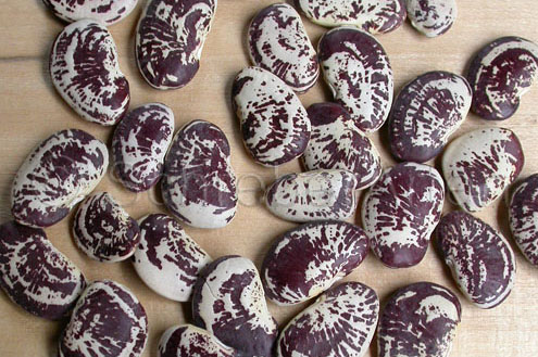 Christmas Lima Bean