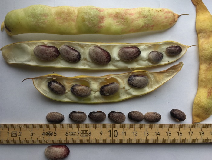 Rose Bean