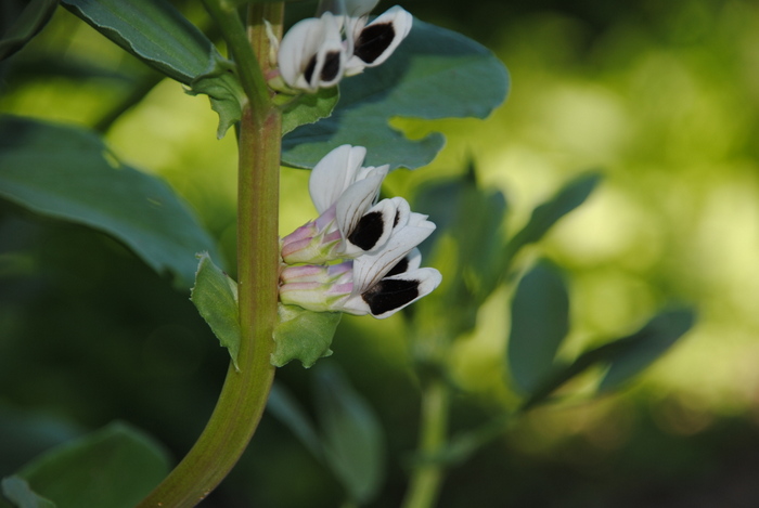 South American Fava