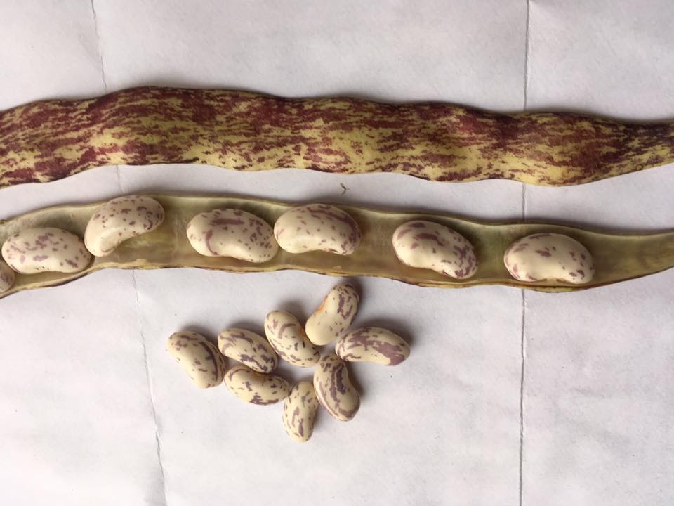 Butterbrodt (Schwertbohne)