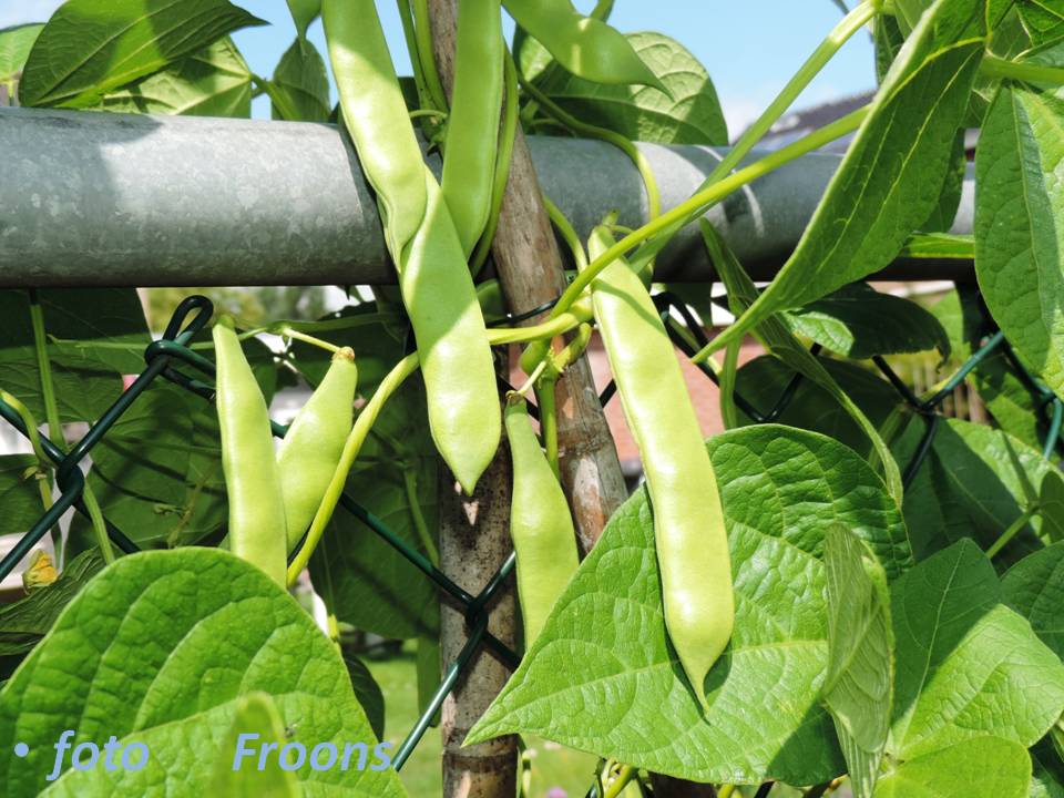 Inca Pea Bean