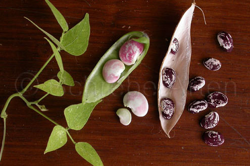 Christmas Lima Bean