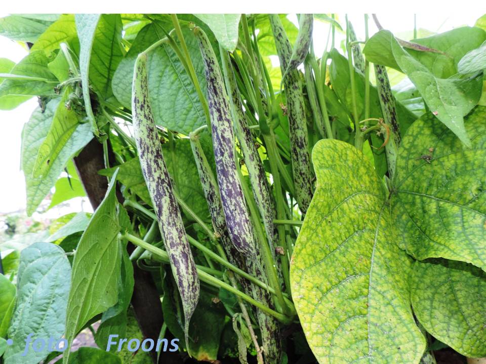 Koronis Purple