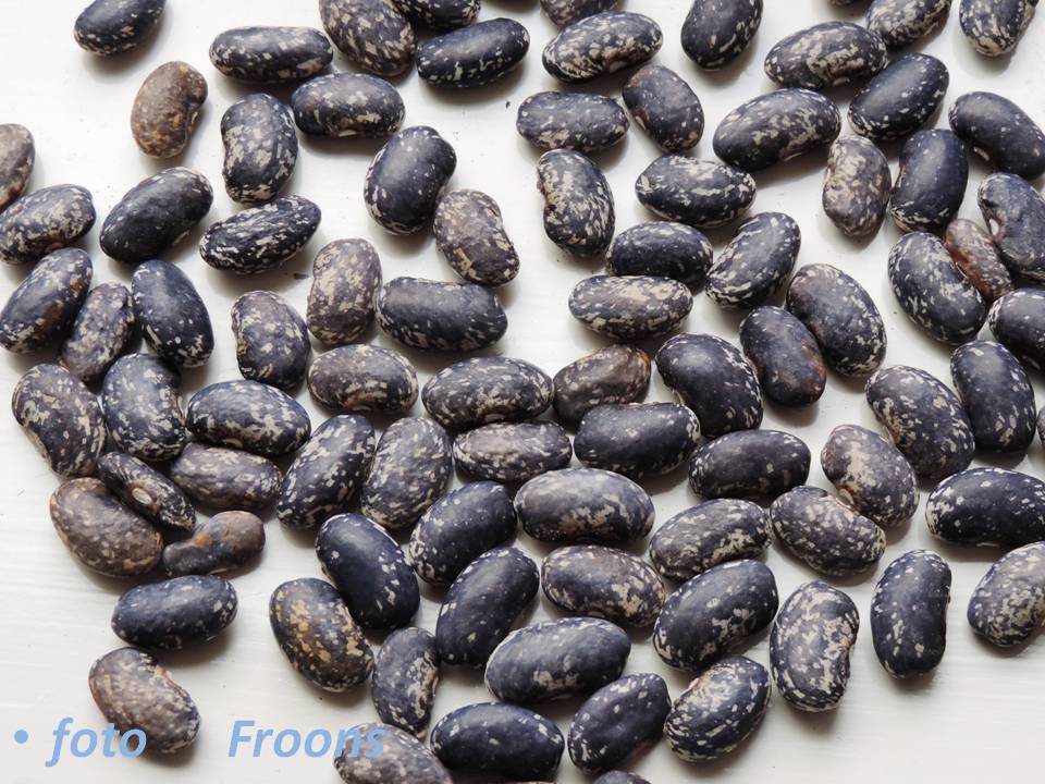 Schwarzkrizzel