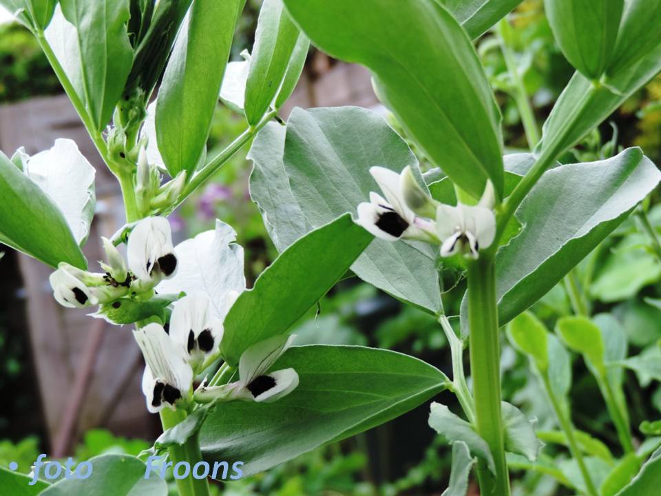 Tarma Spiral (Vicia faba)