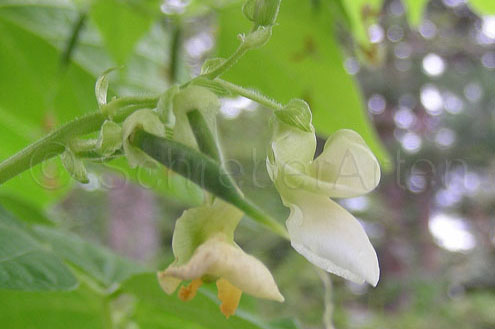 Coco Bicolor