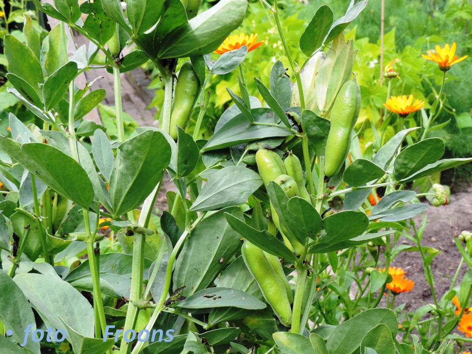 Tarma Spiral (Vicia faba)