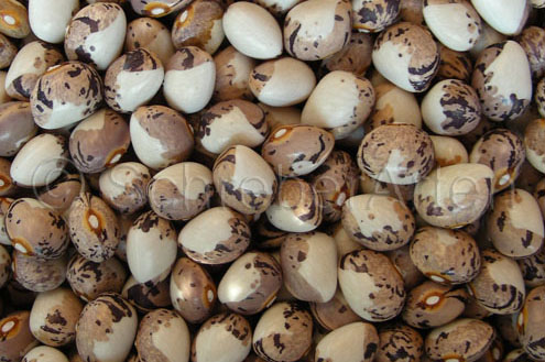 Coco Bicolor
