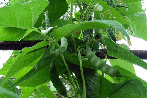 Coco Bicolor