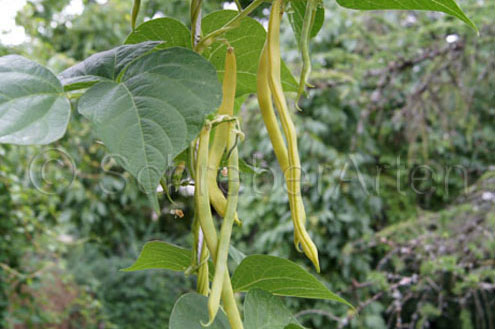 Corona d'Oro