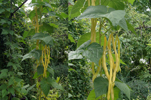 Corona d'Oro
